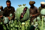 قاچاق معکوس تریاک پس از ممنوعیت؛ تولید در پاکستان و ورود به افغانستان