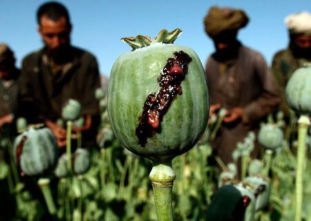 انتقال کشت خشخاش از افغانستان به بلوچستان پاکستان پس از ممنوعیت طالبان