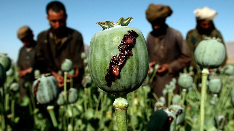 قاچاق معکوس تریاک پس از ممنوعیت؛ تولید در پاکستان و ورود به افغانستان